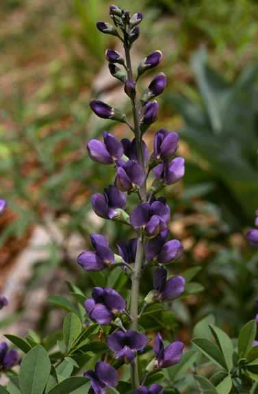 {Baptisia australis var. australis}